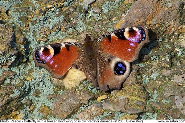 Peacock Butterfly