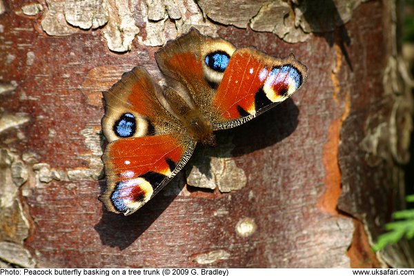 Peacock Butterfly