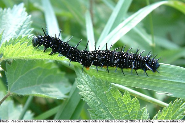 Peacock caterpillar