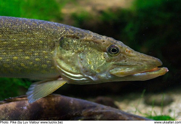 Pike