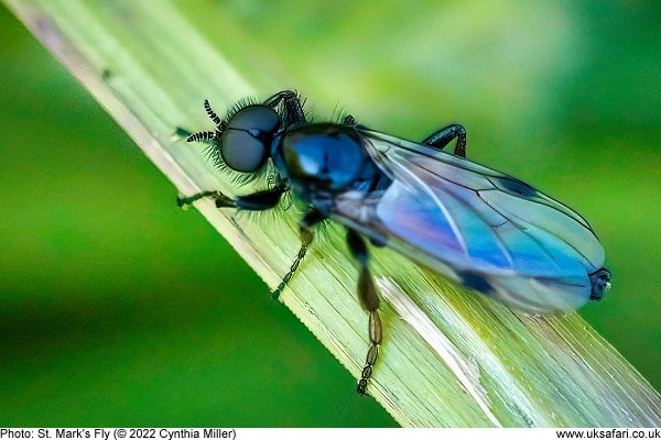 St. Mark's Fly