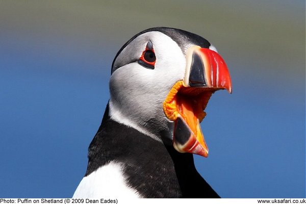 puffin