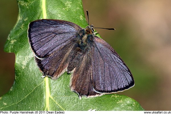 Purple Hairstreak Butterfly