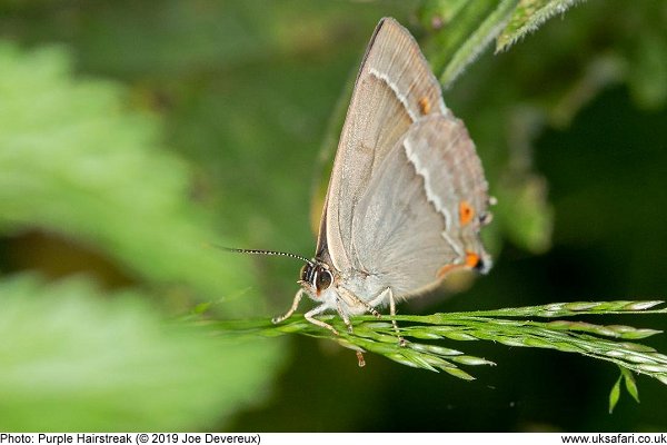 Purple Hairstreak Butterfly