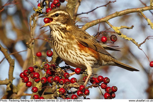 REdwing by Sam Wilson