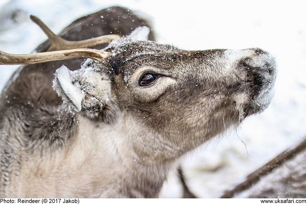 Reindeer