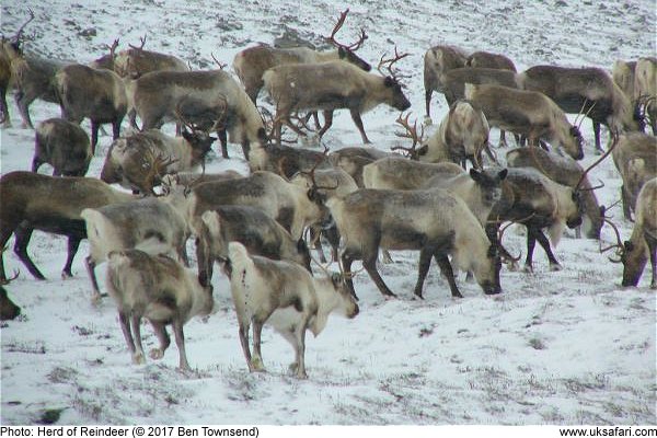 Herd of Reindeer