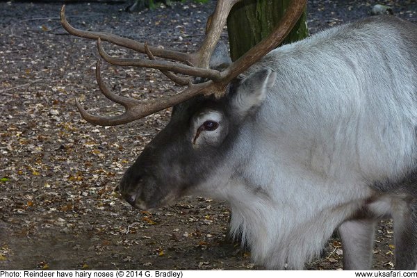 Reindeer