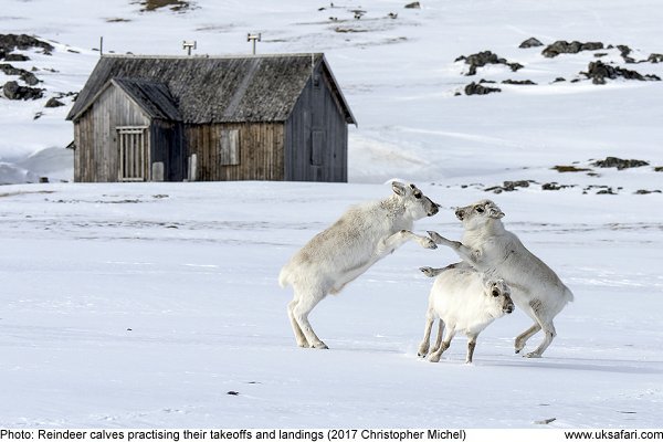 Reindeer calves