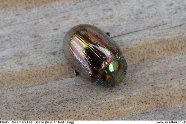 Rosemary Leaf Beetle