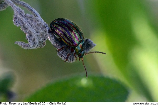 Rosemary Leaf Beetle