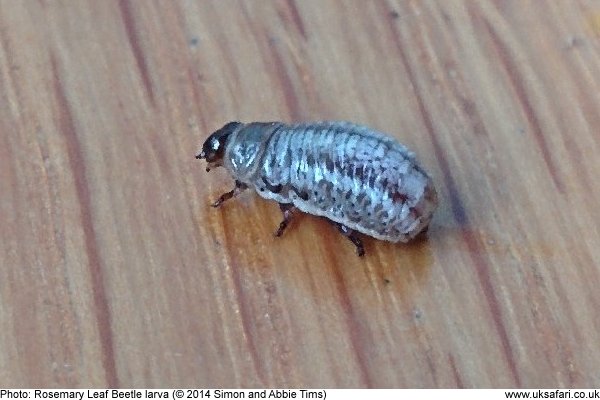 Rosemary Leaf Beetle