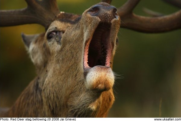 Red Deer Stag bellowing by Jai Grieve