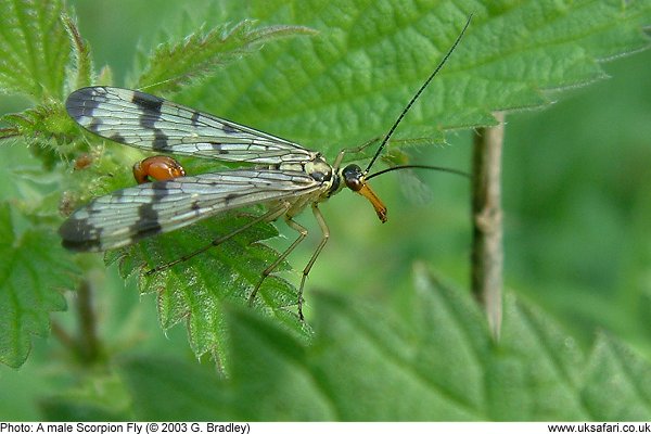 A male Scorpion Fly