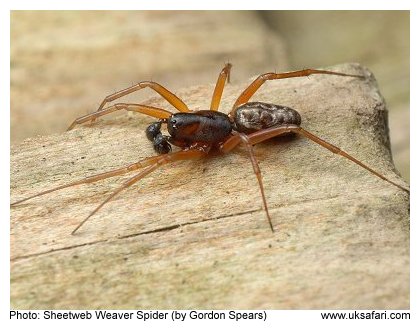 Sheetweb Weaver Spider