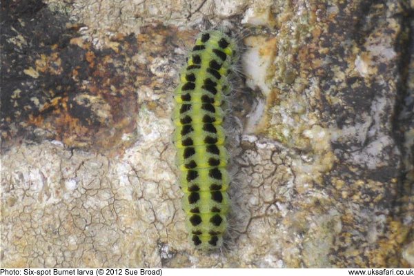Six-Spot Burnet Moth larva