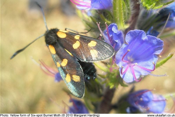 yellow form of Six-Spot Burnet Moth