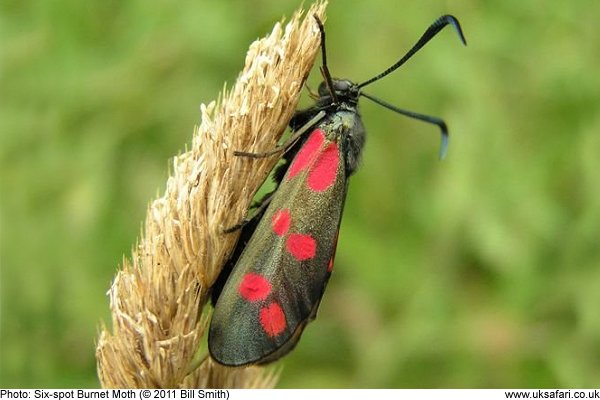 Six-Spot Burnet Moth