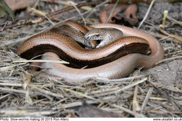 mating slow-worms