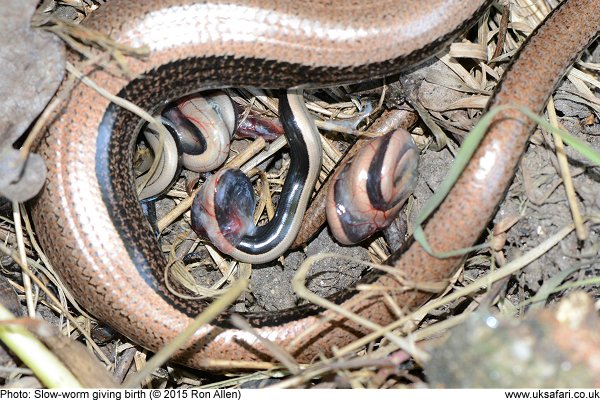 Slow-worm giving birth