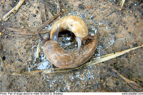 Slugs Mating