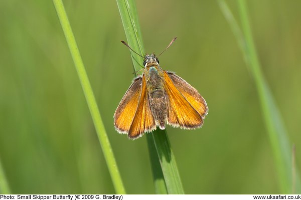 Small Skipper