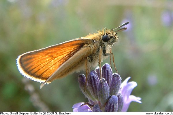 Small Skipper