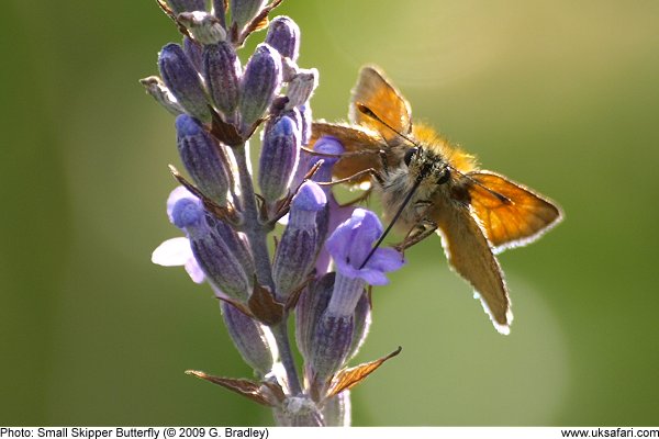 Small Skipper