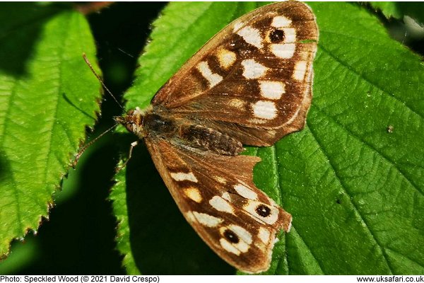 Speckled Wood Butterfly