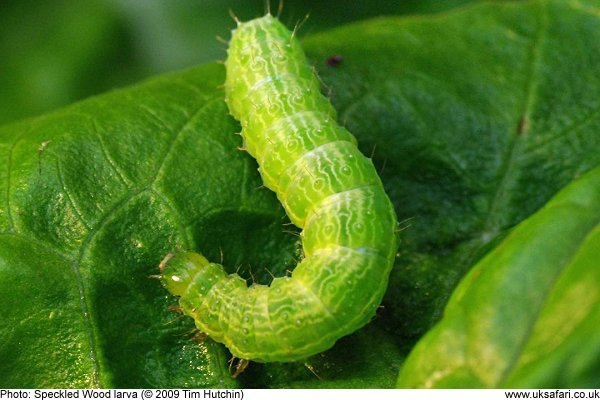 Speckled Wood caterpillar