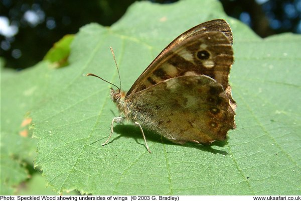 Speckled Wood Butterfly