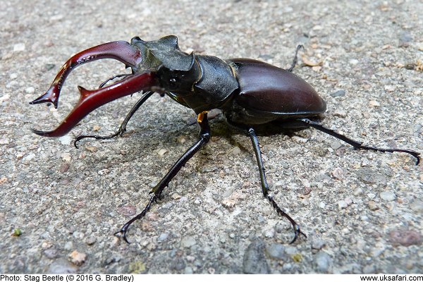 Stag Beetle by G. Bradley