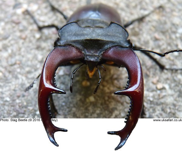 Stag Beetle (male)