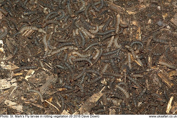 St. Mark's Fly larvae