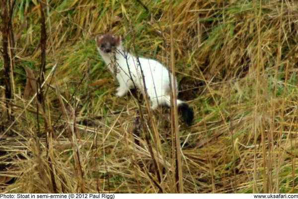 Stoat in semi-ermine