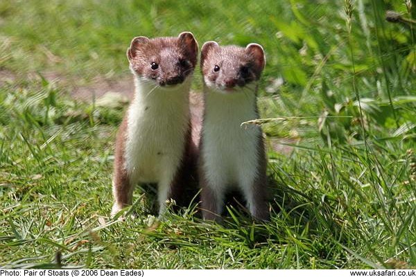 stoat002.jpg