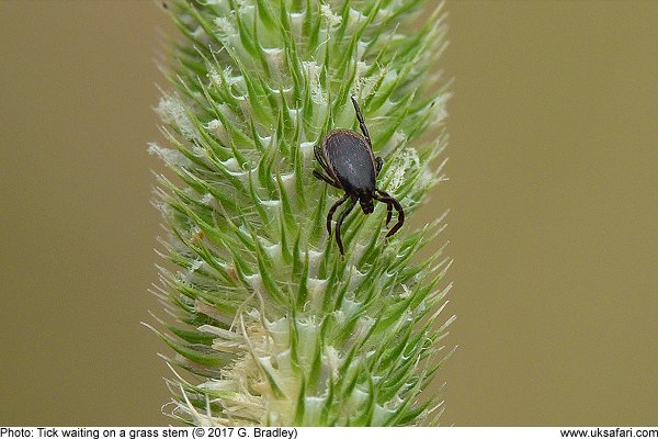 Tick on a grass stem by G. Bradley