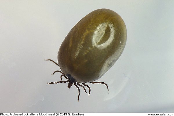 A bloated Tick after a blood meal by G. Bradley