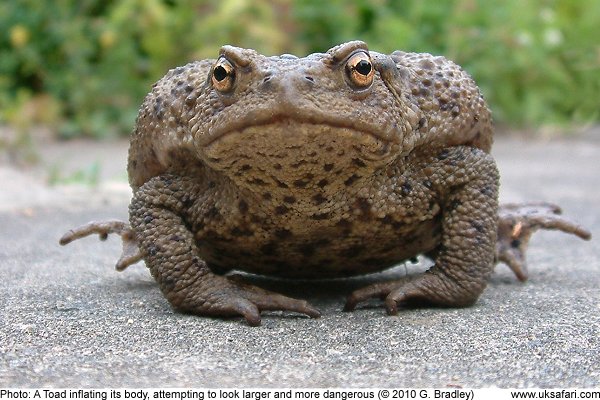 toad007.jpg