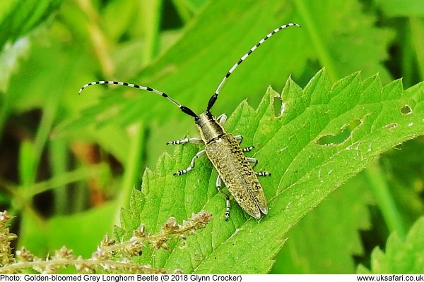 gloden-bloomed grey longhorn beetle