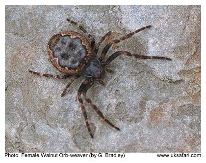 Walnut Orb-weaver Spider