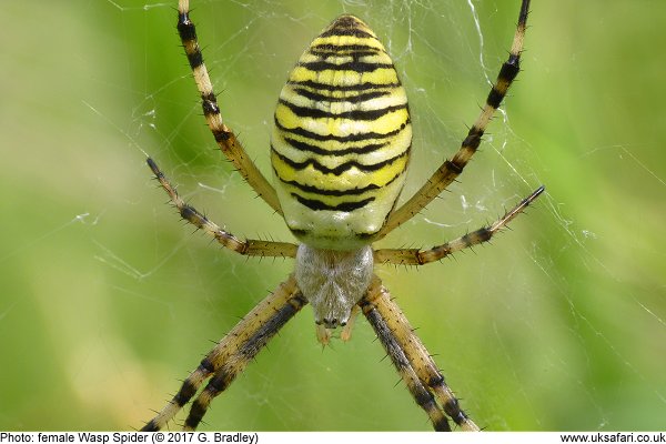 A female Wasp Spider