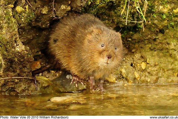 Water Vole