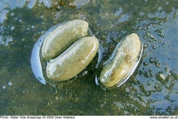 Water Vole droppings