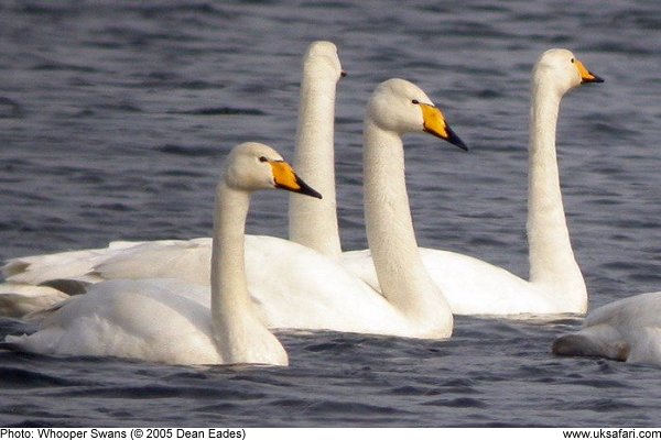 Whooper Swans