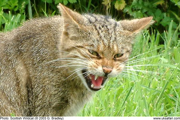 Wildcat spitting