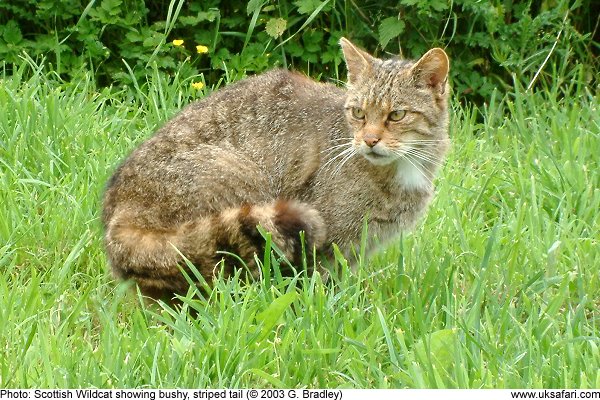 Wildcat showing bushy tail