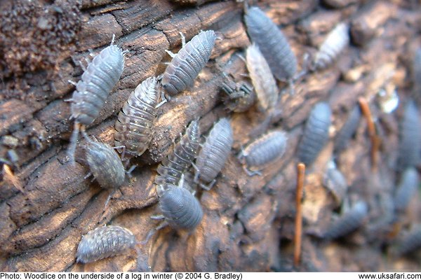 Woodlouse