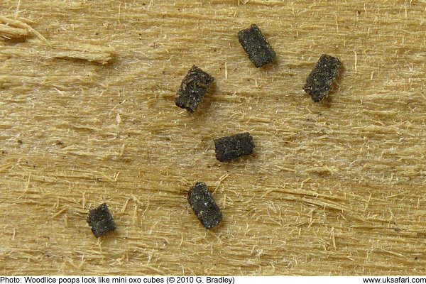 woodlouse