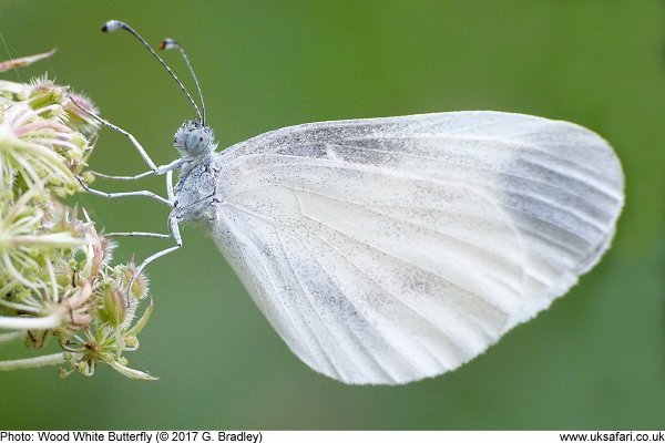 Wood White Butterfly